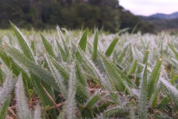 Geada cobre gramados no Vale do Itajaí em Santa Catarina