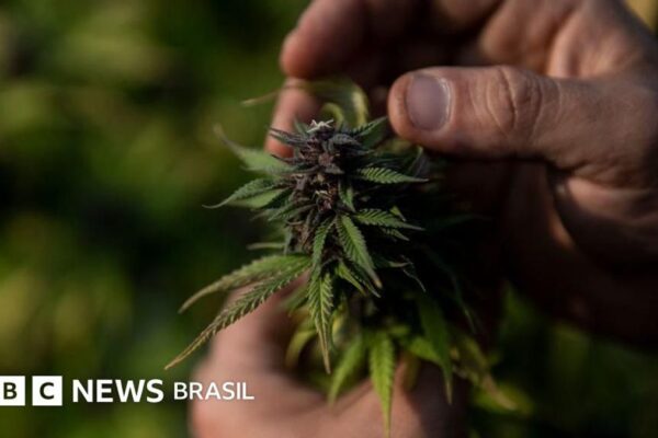 Ministério da Fazenda registrou exportação de maconha em 1906