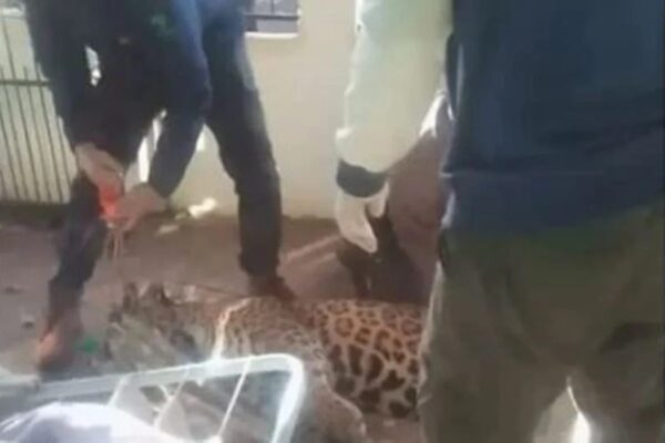 Jhonatan Bruno Salvador encontra onça-pintada em Foz do Iguaçu