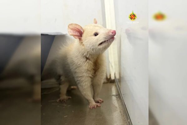 Batalhão Ambiental resgata saruê albino em shopping do DF