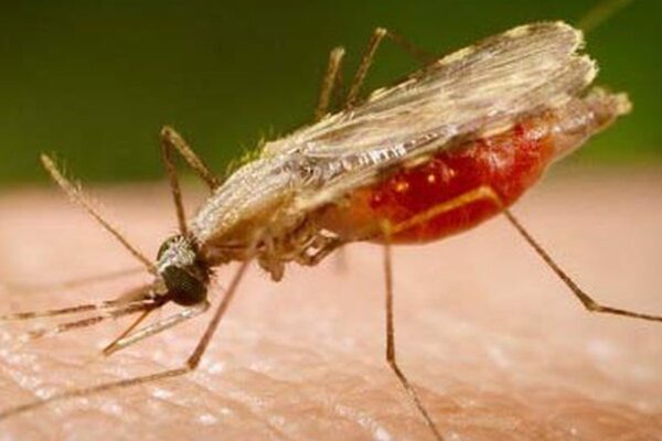 Pesquisadores da Fiocruz identificam alvos para vacina universal