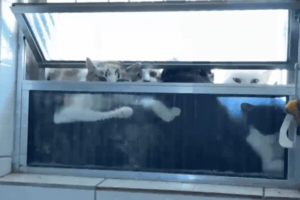 Polícia prende Patrícia Louana Masiero por maus-tratos a gatos