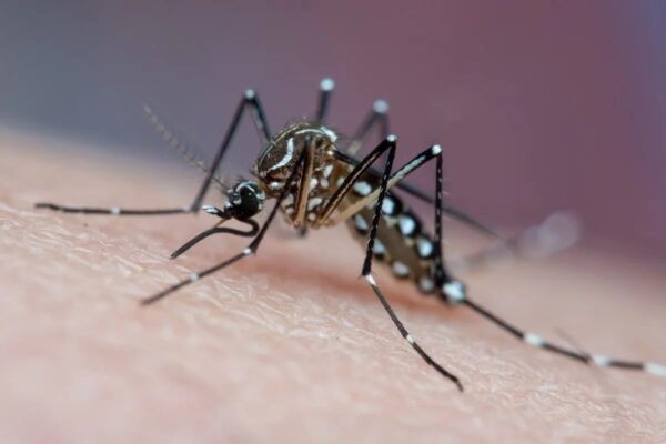 Aedes aegypti associa cheiro de repelente à alimentação